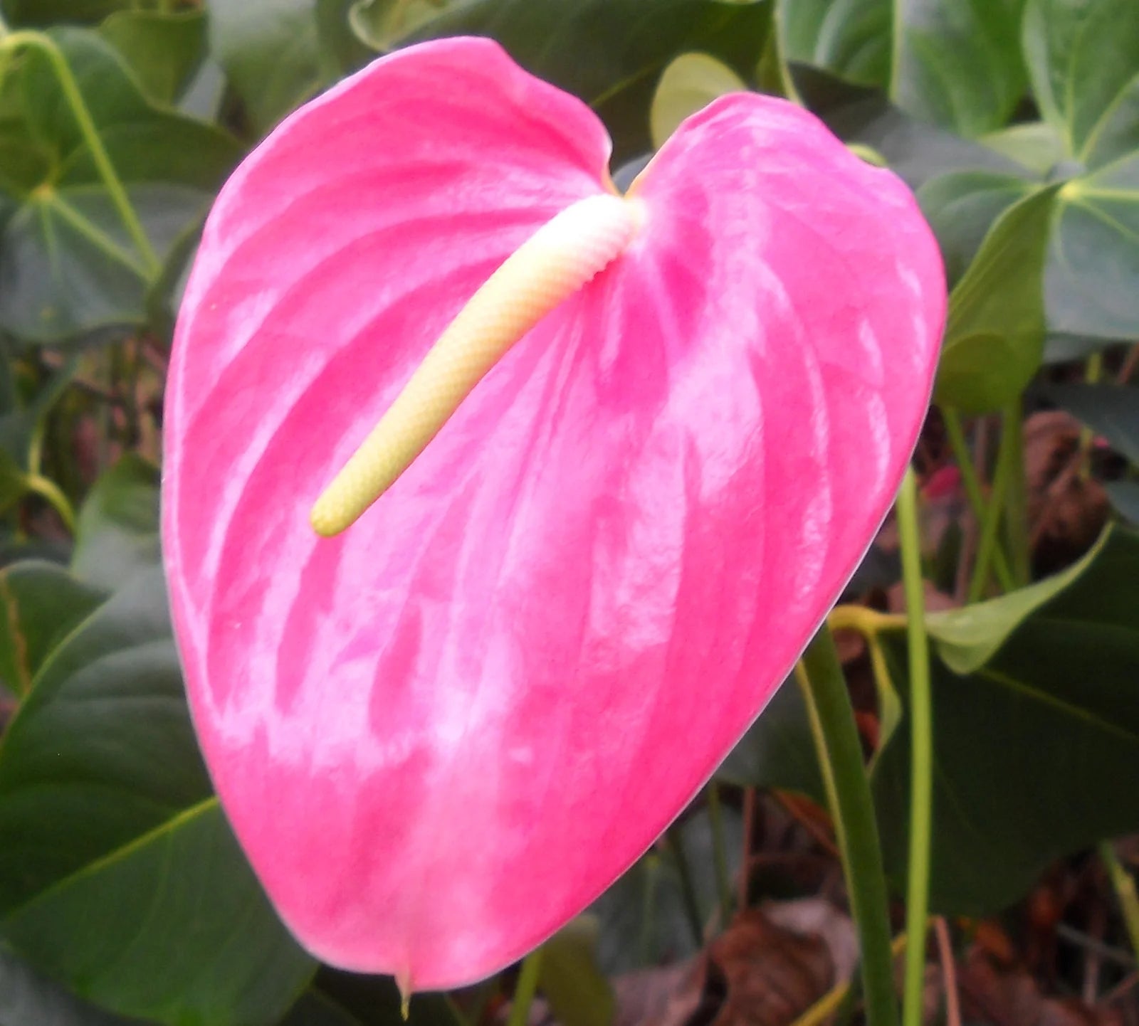 Flamingoblume Rosa Blumensamen mehrjährig Samen zur Aussaat