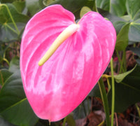 Flamingoblume Rosa Blumensamen mehrjährig Samen zur Aussaat