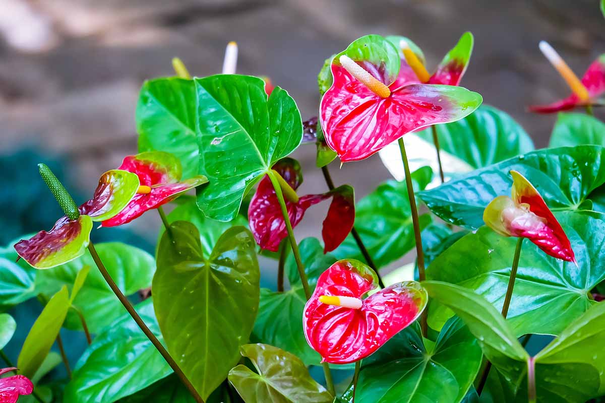 Light rot anthurium wachsend in töpfen