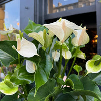 Weiß Flamingoblume Blumensamen Blumensamen zur Aussaat Landhaus Garten wichtig Traditionssorte & ohne Gentechnik Samen Hausgarten
