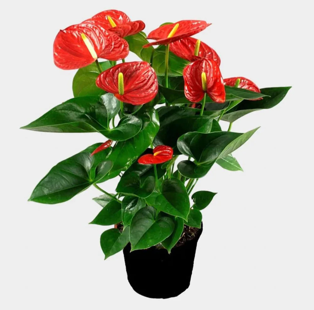 Anthurium seedlings wachsend in moist soil