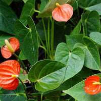 Anthurium pflanze in a tropical shaded garten