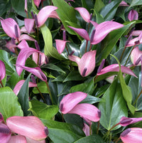 Anthurium violet blume samen for anpflanzung
