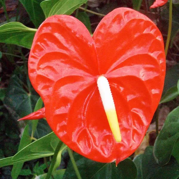 Flamingoblume Blumensamen zur Aussaat kompakt Wuchs Traditionssorte & ohne Gentechnik Samen Hausgarten
