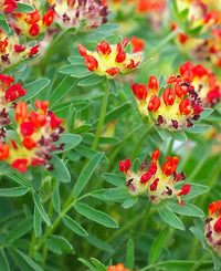 Rot Wicke Blumensamen zur Aussaat Traditionssorte ohne Gentechnik sonnenliebend Keimung Garten Samen