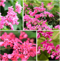 Antigonon blume samen for anpflanzung