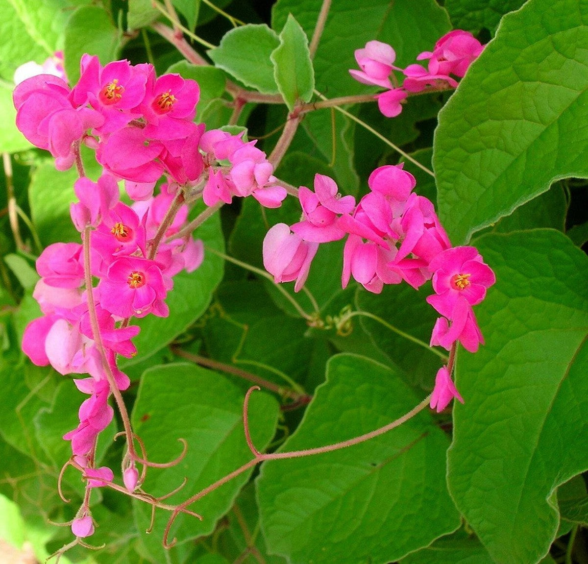 Antigonon climbing pflanze in home garten
