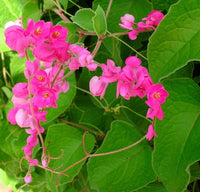 Antigonon climbing pflanze in home garten