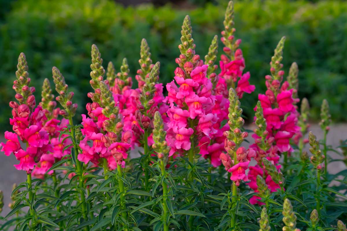 Antirrhinum majus snapdragon samen for easy anpflanzung