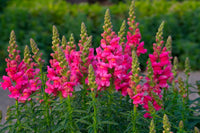 Antirrhinum majus snapdragon samen for easy anpflanzung