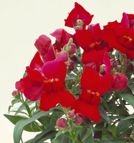 Rot Crimson Blumensamen zur Aussaat – leuchtend – Traditionssorte & ohne Gentechnik Samen Hausgarten