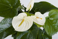 Anturio flamingo blume – bright rot tropical blooms