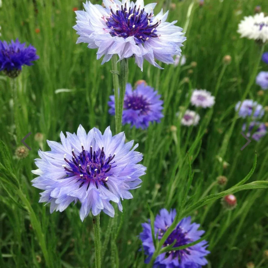 Gemischt Bachelor Blumensamen zur Aussaat – Landhaus Garten wichtig – Traditionssorte & ohne Gentechnik Samen Hausgarten