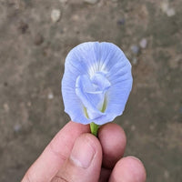 hell Blau Nezabudka Blumensamen zur Aussaat leuchtend Blüten Traditionssorte & ohne Gentechnik Samen Hausgarten