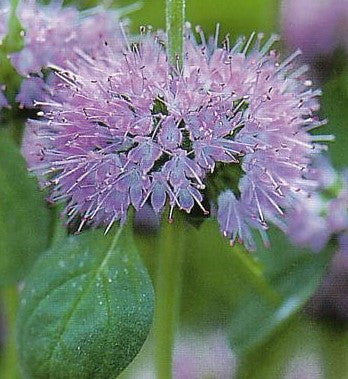 Lila Pulegium Blumensamen zur Aussaat – sonnenliebend – Traditionssorte & ohne Gentechnik Samen Hausgarten