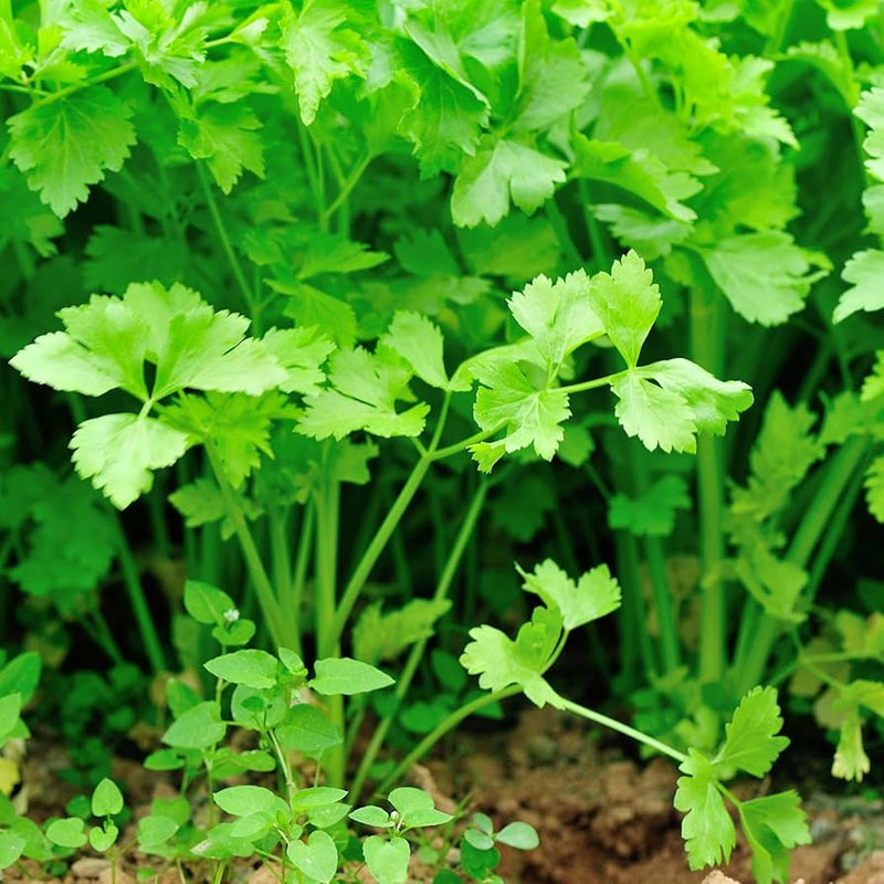 Chinese celery seedlings sprouting aus non gmo apium graveolens samen