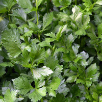 Green Apium Graveolens Planting Samen for Home Gardening