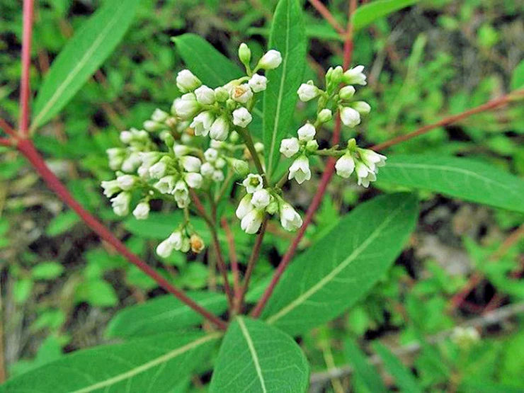 Dogbane Blumensamen zur Aussaat – Bestäuber freundlich Traditionssorte & ohne Gentechnik Samen Hausgarten