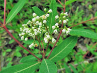 Dogbane Blumensamen zur Aussaat – Bestäuber freundlich Traditionssorte & ohne Gentechnik Samen Hausgarten