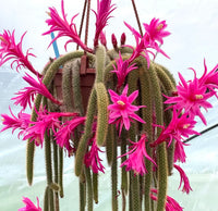 Aporocactus flagelliformis samen