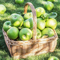 Young apple tree seedling growing in container