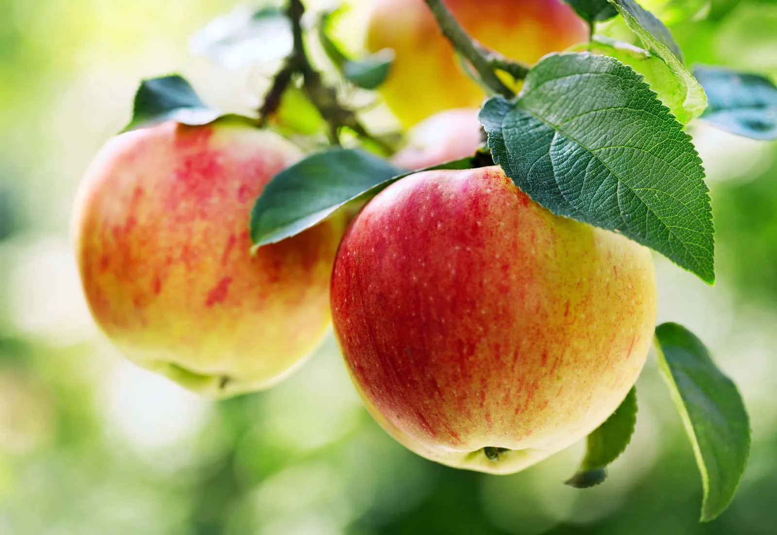 Mixed Apple Samen für einfaches Anpflanzen