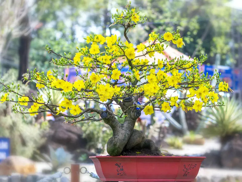 Gelb Simsii Bonsai Blumensamen zur Aussaat Bestäuber freundlich Traditionssorte & ohne Gentechnik Samen Hausgarten