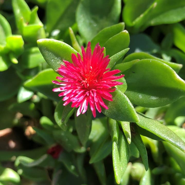 aptenia baby sun rose samen for anpflanzung colorful ground cover