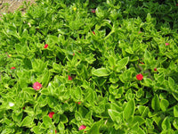 Alt: aptenia flowering succulent grown from non gmo samen