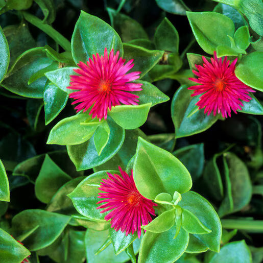 Rose Aptenia Blumensamen zur Aussaat – Anzucht – Traditionssorte & ohne Gentechnik Samen Hausgarten