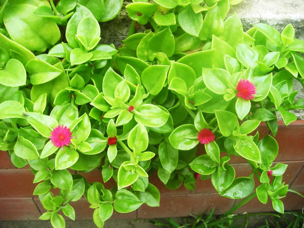Non-gmo aptenia cordifolia samen – easy-grow succulent ground cover