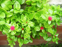 Non-gmo aptenia cordifolia samen – easy-grow succulent ground cover