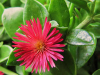 Aptenia cordifolia succulent garten samen – heartleaf ice pflanze