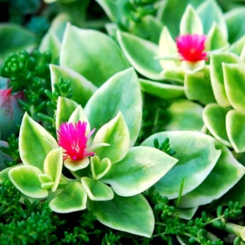Aptenia flowering ground cover samen – colorful garten border pflanze