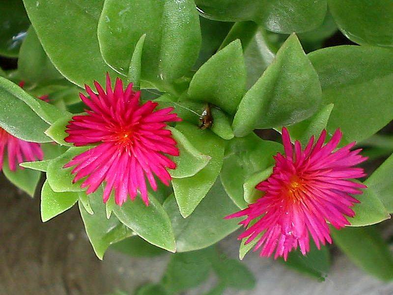  trailing aptenia pflanzen grown from premium samen