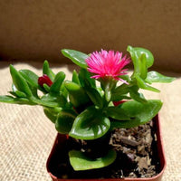 Aptenia samen for lush ground cover anpflanzung
