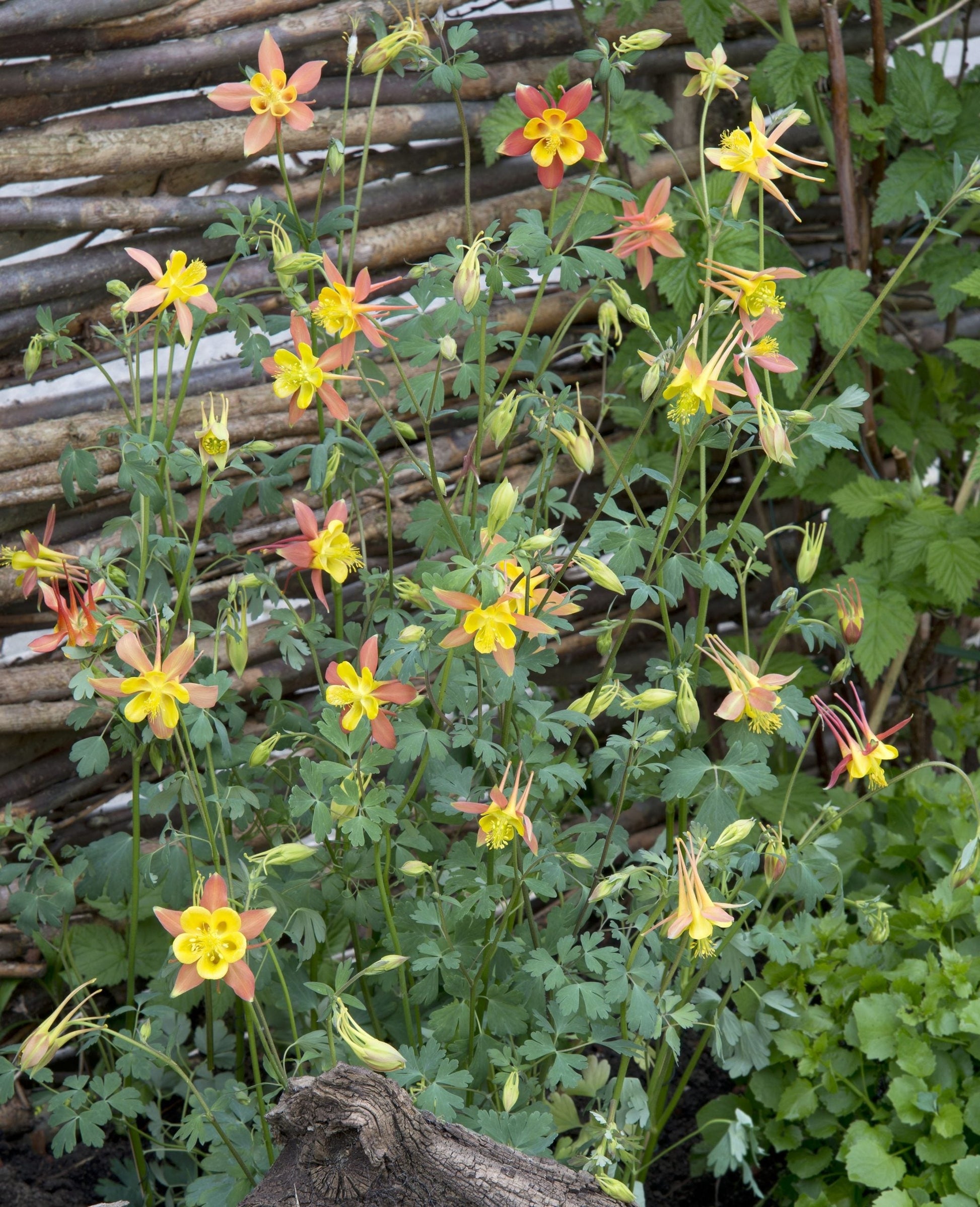 Tequila Sunrise Columbine Akelei spp Blumensamen zur Aussaat Garten