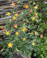 Tequila Sunrise Columbine Akelei spp Blumensamen zur Aussaat Garten