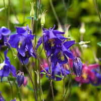 Aquilegia blumen planted along garten border