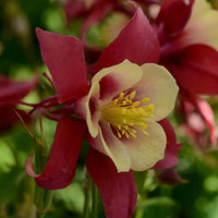 Rot Gelb Akelei Blumensamen Aussaat