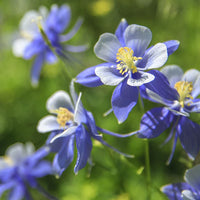 Colorado Blumensamen zur Aussaat – kompakt Wuchs – Traditionssorte & ohne Gentechnik Samen Hausgarten