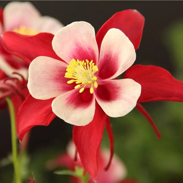 Columbine blume samen for anpflanzung easy to grow heirloom & gmo free samen for home garten 
 
 sale for anpflanzung in home garten