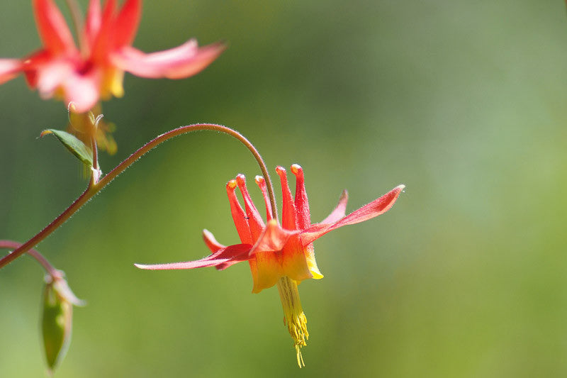 Rot Akelei Canadensis Blumensamen zur Aussaat – ideal Rabatten – Traditionssorte & ohne Gentechnik Samen Hausgarten