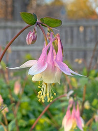 Close-up of dark rosa & weiß aquilegia petals