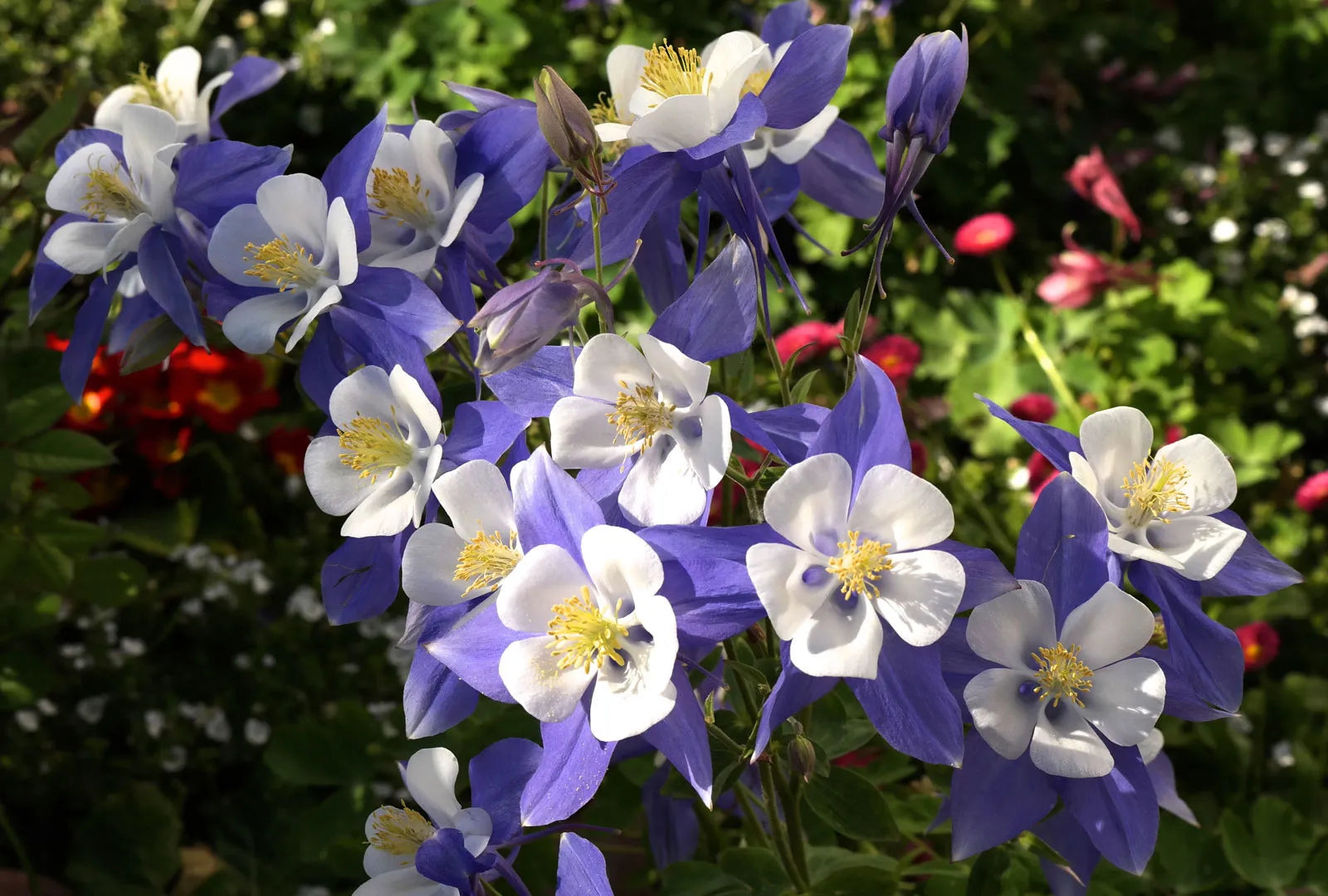 Aquilegia columbine blume samen for anpflanzung