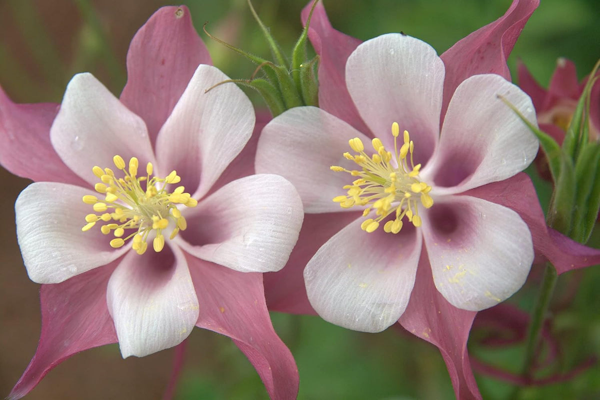 Light rosa aquilegia wachsend in container
