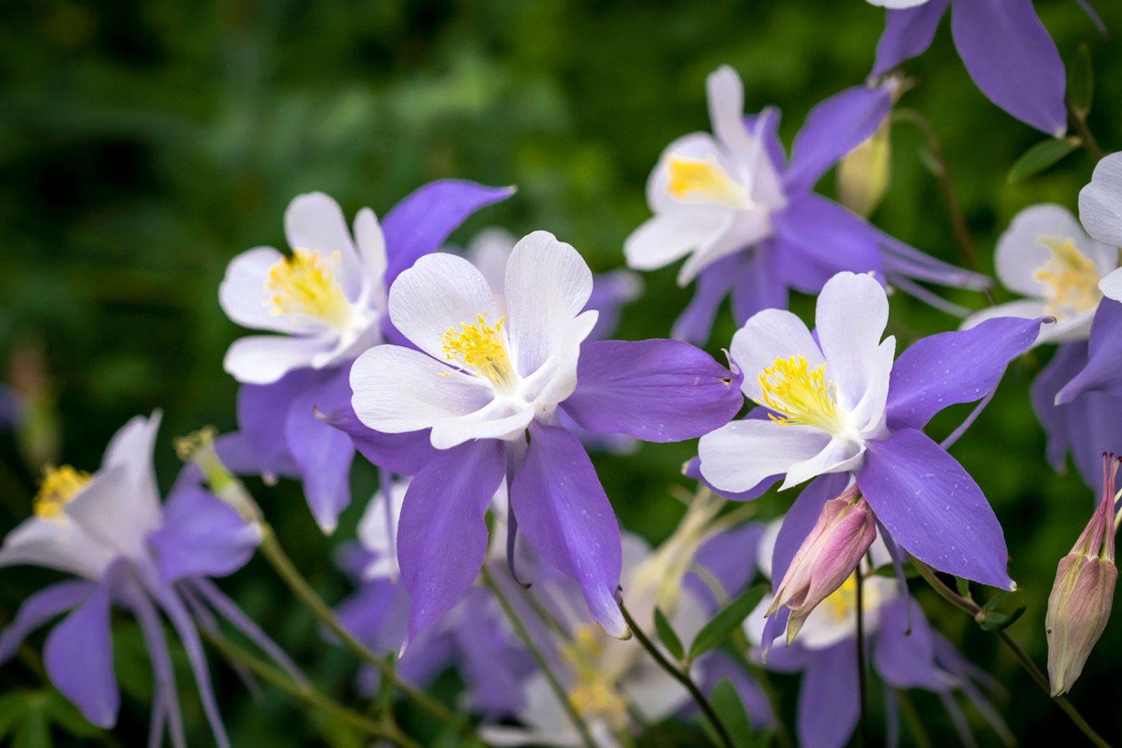 Lila weiß aquilegia wachsend in container
