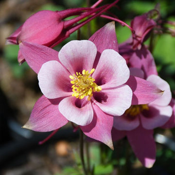 Aquilegia dark rosa & weiß blume samen for anpflanzung