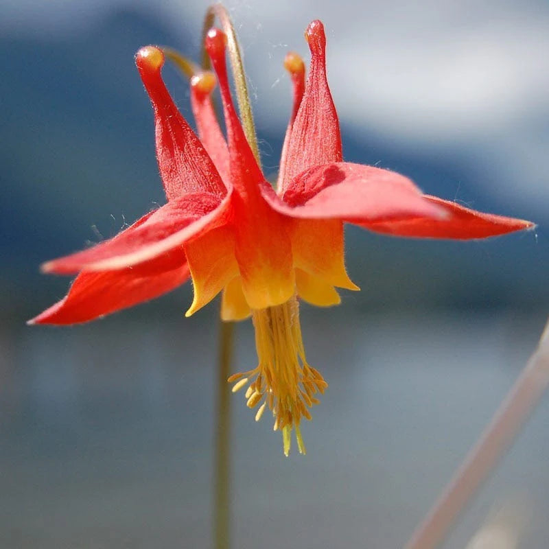 Columbine Viridiflora Blumensamen zur Aussaat Drought verträglich Traditionssorte & ohne Gentechnik Samen Hausgarten