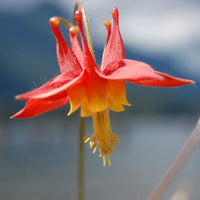 Columbine Viridiflora Blumensamen zur Aussaat Drought verträglich Traditionssorte & ohne Gentechnik Samen Hausgarten